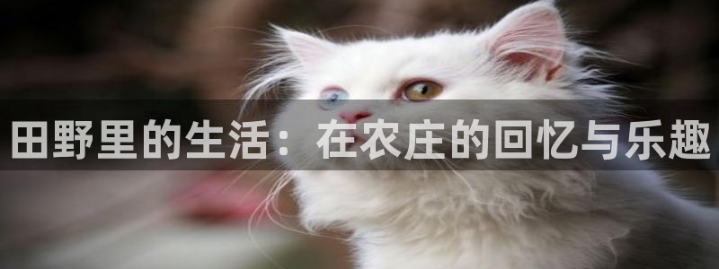 天辰娱乐官