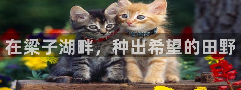 天辰娱乐卡