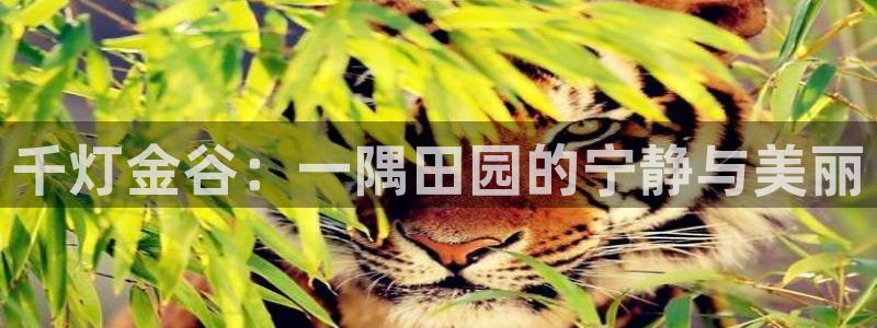 菲律宾天辰娱乐